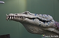 VBS_0947 - Dinosauri. Terra dei giganti